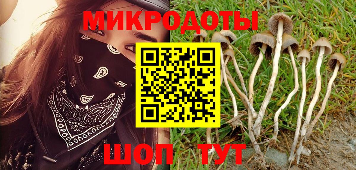 Псилоцибиновые грибы Cubensis Великий Новгород